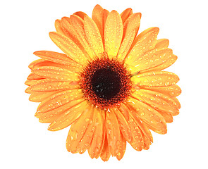 Image showing One orange flower with dew