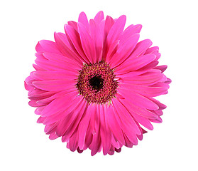 Image showing One pink flower isolated on white background