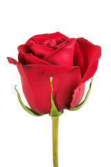 Image showing One red rose