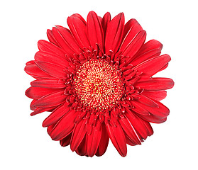 Image showing One red flower