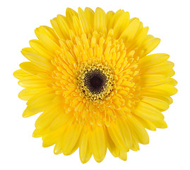 Image showing One yellow flower