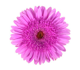 Image showing One purple flower with dew