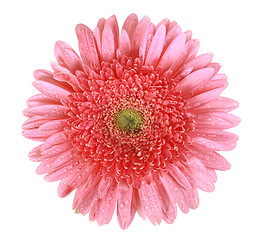 Image showing One pink flower with dew