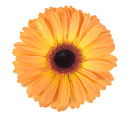 Image showing One orange flower