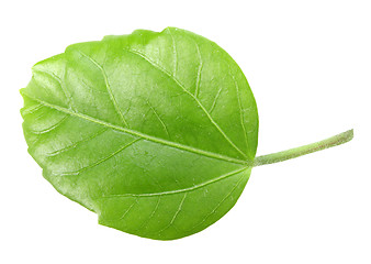 Image showing Green leaf