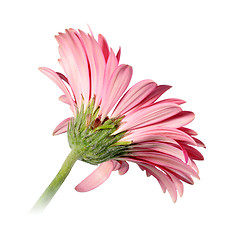 Image showing Back-side of pink flower