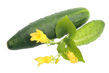 Image showing Two fresh cucumbers