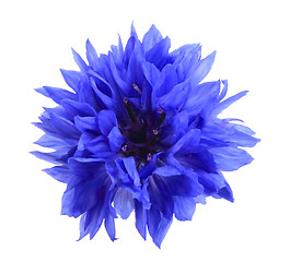 Image showing One blue flower