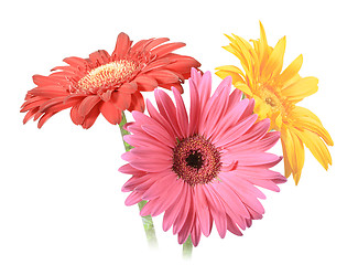 Image showing Bouquet of three flowers