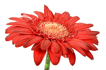Image showing One red flower
