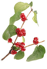 Image showing Branch with green leaf and red berryes