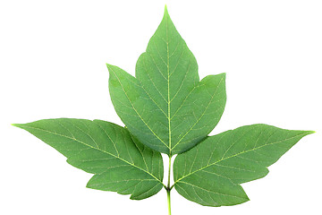 Image showing One green leaf