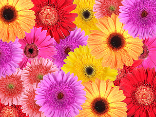 Image showing Abstract background of flowers