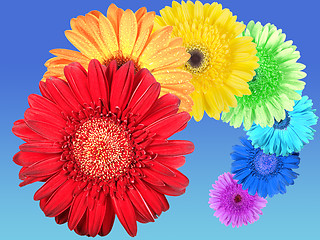 Image showing Rainbow of flowers