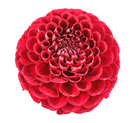 Image showing One red flower