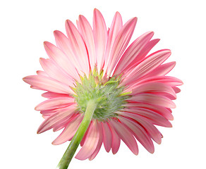 Image showing Back-side of pink flower