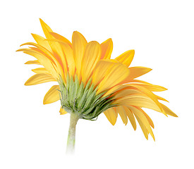 Image showing Back-side of yellow flower