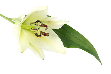 Image showing One white flower with green leaf