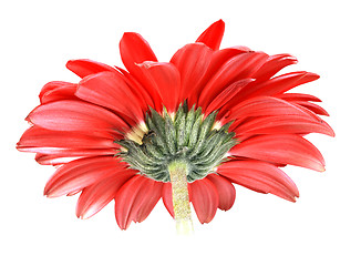 Image showing Back-side of red flower