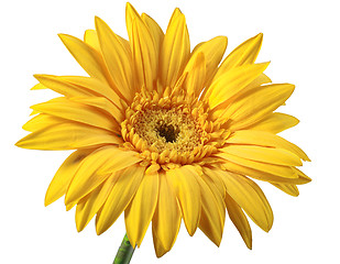 Image showing One yellow flower