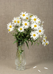 Image showing Bouquet with white camomiles