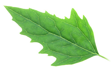 Image showing One green leaf