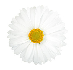 Image showing One white flower