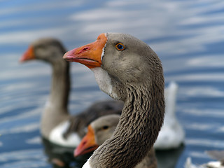 Image showing Brown goose group ner water