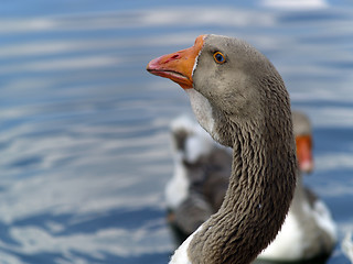 Image showing Brown goose group ner water