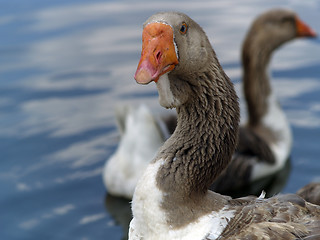 Image showing Brown goose group ner water