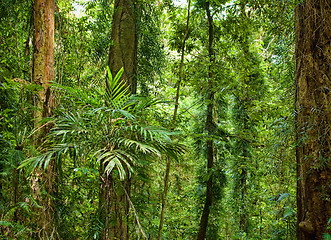 Image showing beautiful plants trees in rain forest