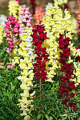 Image showing beautiful snapdragon flowers