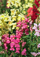Image showing beautiful snapdragon flowers