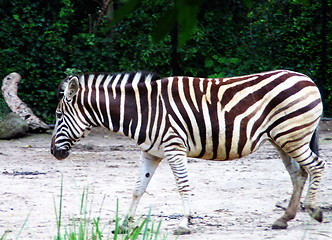 Image showing The Zebra walk