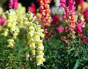 Image showing beautiful snapdragon flowers