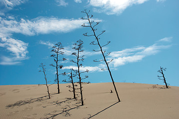 Image showing Agaves