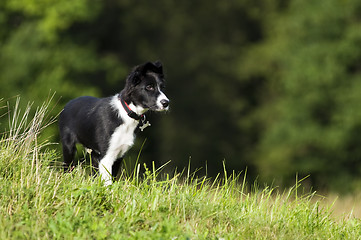 Image showing Border collie