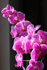 Image showing orchid