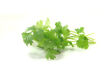 Image showing Coriander