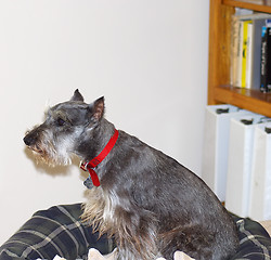 Image showing Miniature Schnauzer