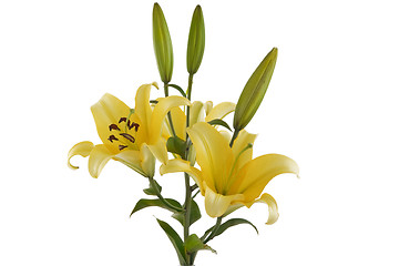 Image showing yellow lily bouquet