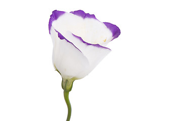 Image showing white and purple flower
