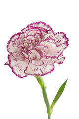 Image showing white and pink blooming carnation flower