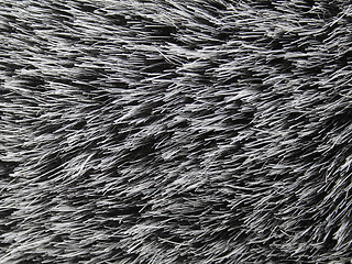 Image showing Synthetic black and white fur