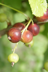 Image showing A cluster of currant in the garden