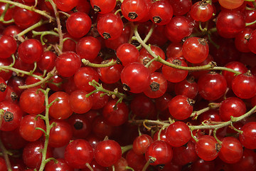 Image showing Ripe red currant background