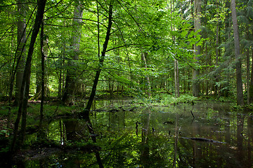 Image showing Springtime wet deciduous forest with standing water