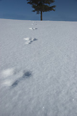 Image showing Tracks in the snow towards a tree