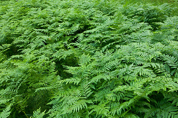 Image showing Floral background with Western Brackenfern