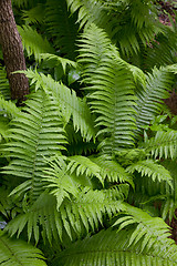 Image showing Floral background with Common Lady Fern